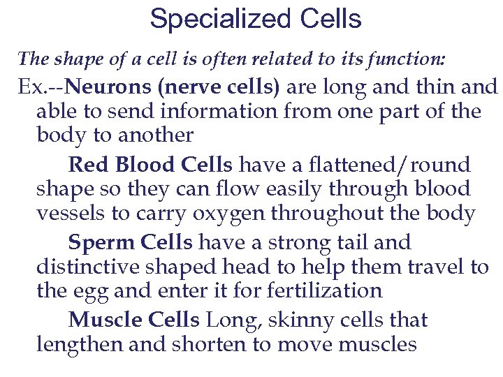 Specialized Cells The shape of a cell is often related to its function: Ex.