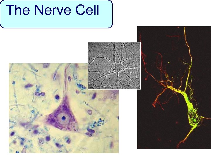 The Nerve Cell 