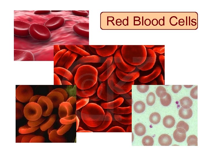 Red Blood Cells 