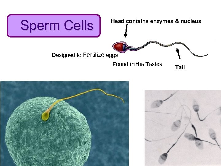 Sperm Cells Head contains enzymes & nucleus Designed to Fertilize eggs Found in the