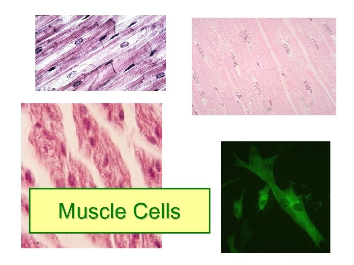 Muscle Cells 