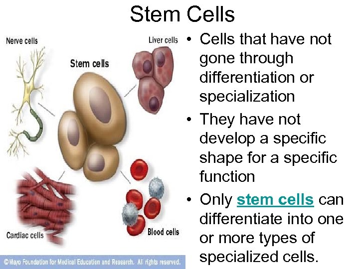 Stem Cells • Cells that have not gone through differentiation or specialization • They