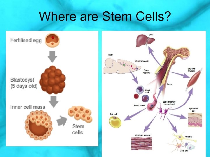 Where are Stem Cells? 