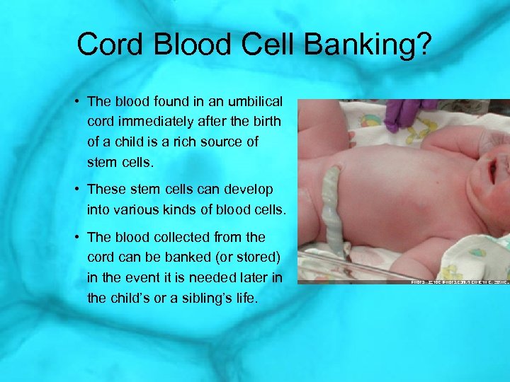 Cord Blood Cell Banking? • The blood found in an umbilical cord immediately after