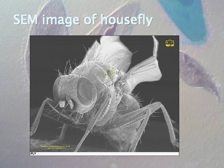 SEM image of housefly 