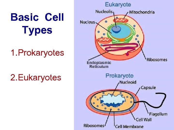 Basic Cell Types 1. Prokaryotes 2. Eukaryotes 