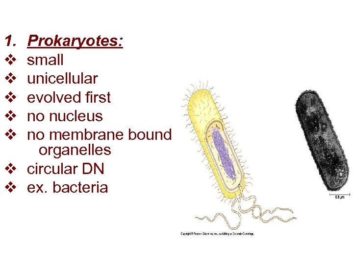 1. v v v Prokaryotes: small unicellular evolved first no nucleus no membrane bound