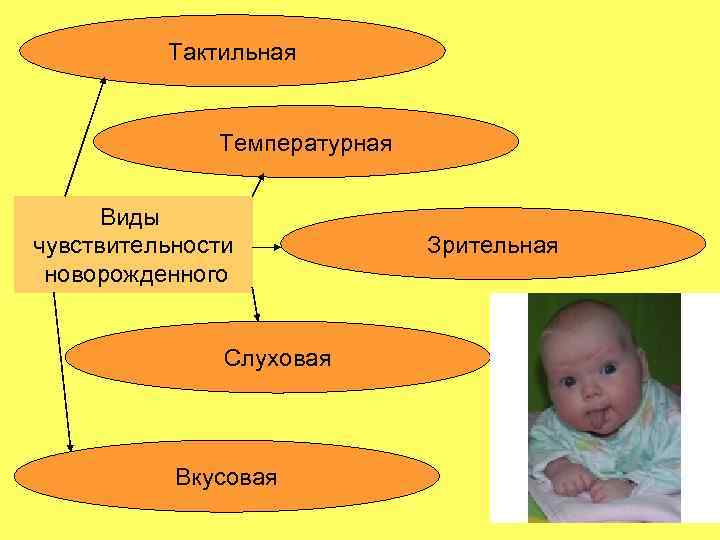 Тактильная Температурная Виды чувствительности новорожденного Слуховая Вкусовая Зрительная 