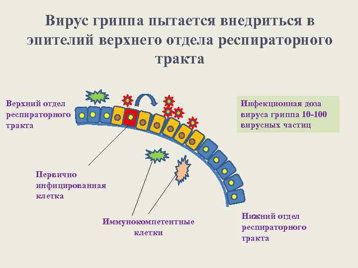 Вирус гриппа пытается внедриться в эпителий верхнего отдела респираторного тракта Инфекционная доза вируса гриппа