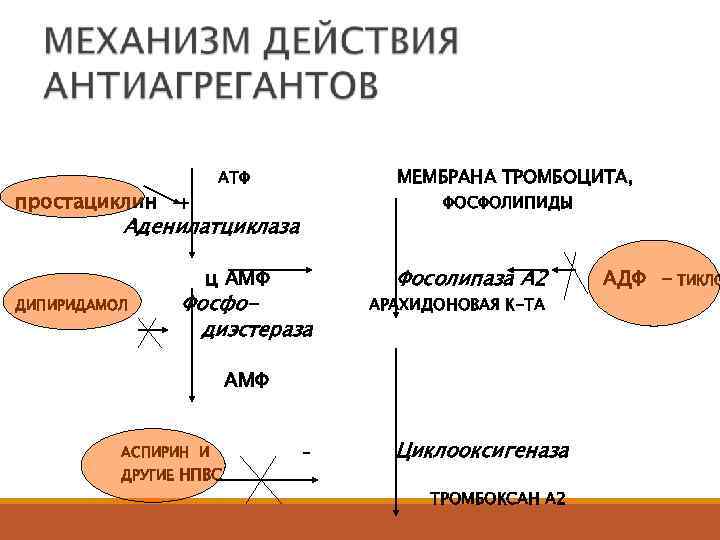 простациклин МЕМБРАНА ТРОМБОЦИТА, АТФ + ФОСФОЛИПИДЫ Аденилатциклаза ц АМФ ДИПИРИДАМОЛ Фосфодиэстераза Фосолипаза А 2