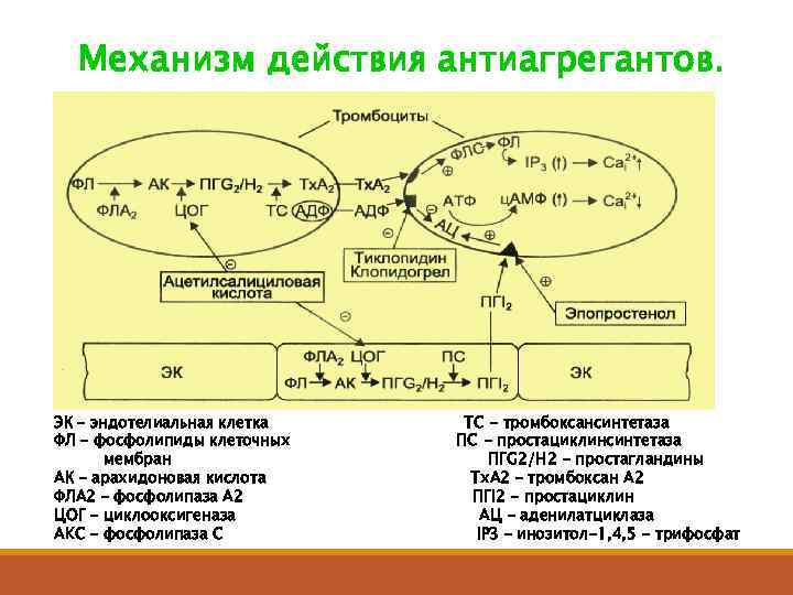 Механизм действия антиагрегантов. ЭК – эндотелиальная клетка ФЛ – фосфолипиды клеточных мембран АК –