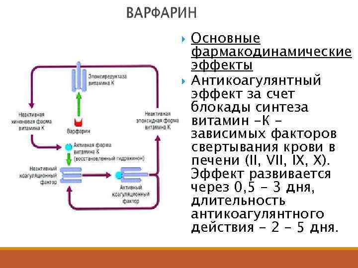  Основные фармакодинамические эффекты Антикоагулянтный эффект за счет блокады синтеза витамин -К зависимых факторов