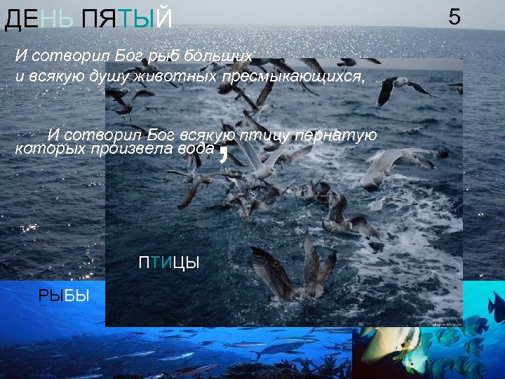 5 ДЕНЬ ПЯТЫЙ И сотворил Бог рыб больших и всякую душу животных пресмыкающихся, ,