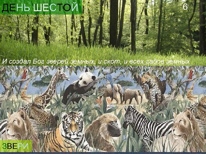 ДЕНЬ ШЕСТОЙ 6 И создал Бог зверей земных, и скот, и всех гадов земных