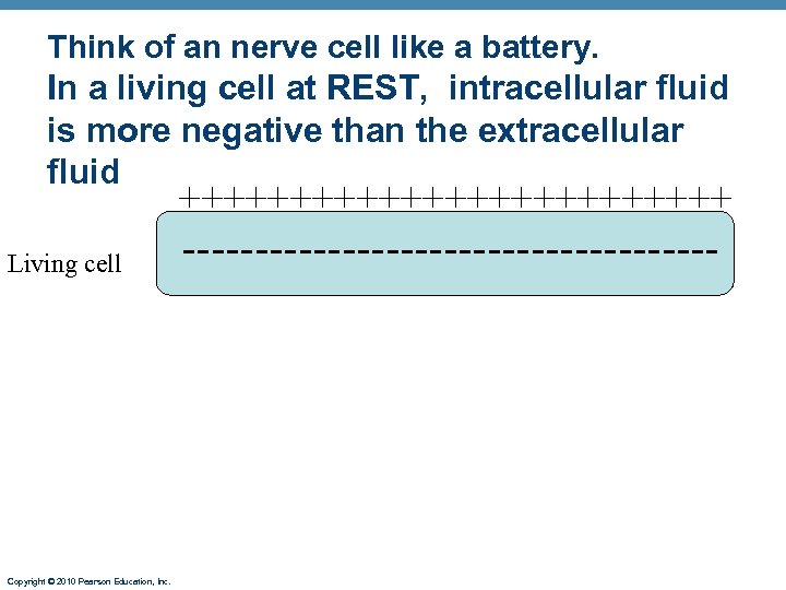 Think of an nerve cell like a battery. In a living cell at REST,