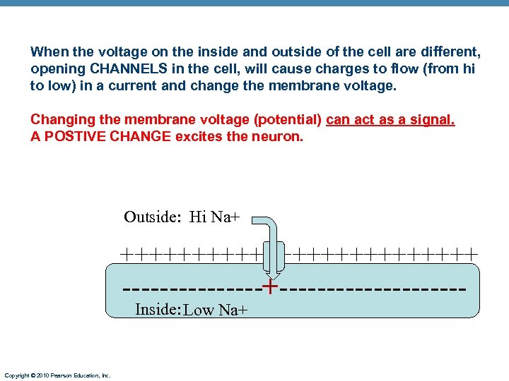 When the voltage on the inside and outside of the cell are different, opening