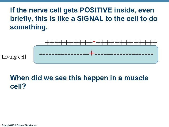 If the nerve cell gets POSITIVE inside, even briefly, this is like a SIGNAL