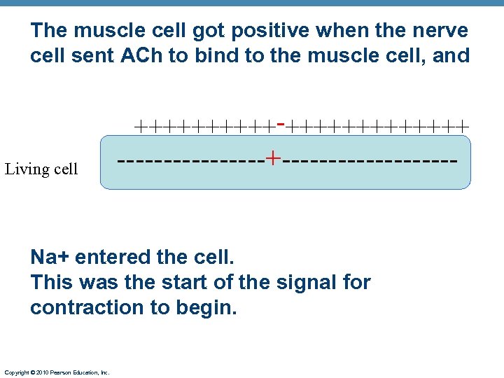 The muscle cell got positive when the nerve cell sent ACh to bind to