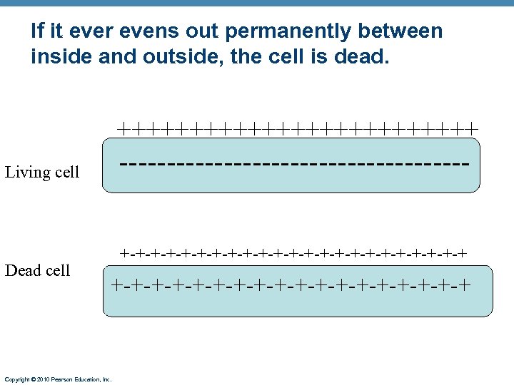 If it ever evens out permanently between inside and outside, the cell is dead.
