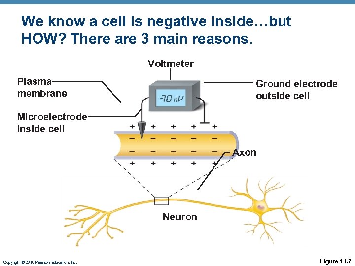 We know a cell is negative inside…but HOW? There are 3 main reasons. Voltmeter