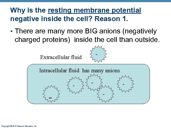 Why is the resting membrane potential negative inside the cell? Reason 1. • There