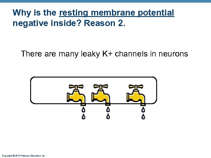Why is the resting membrane potential negative inside? Reason 2. There are many leaky