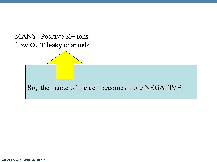 MANY Positive K+ ions flow OUT leaky channels So, the inside of the cell