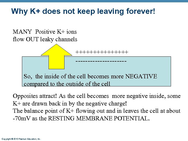 Why K+ does not keep leaving forever! MANY Positive K+ ions flow OUT leaky