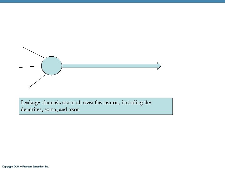 Leakage channels occur all over the neuron, including the dendrites, soma, and axon Copyright