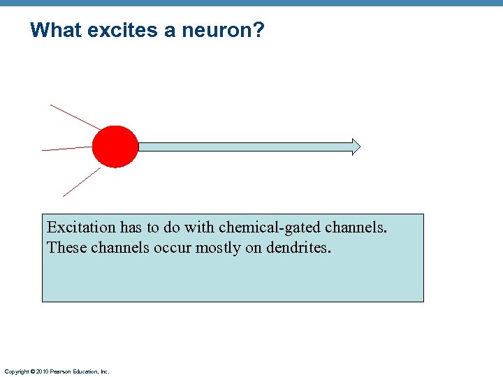 What excites a neuron? Excitation has to do with chemical-gated channels. These channels occur