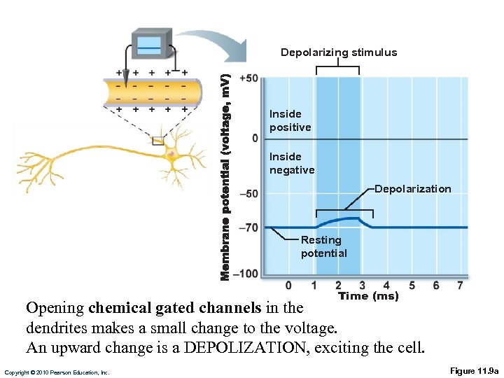 Depolarizing stimulus Inside positive Inside negative Depolarization Resting potential Time (ms) Opening chemical gated