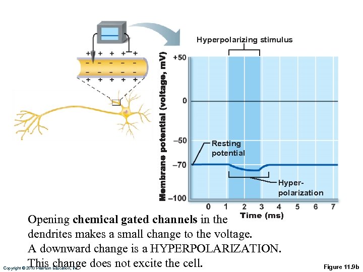 Hyperpolarizing stimulus Resting potential Hyperpolarization Opening chemical gated channels in the Time (ms) dendrites