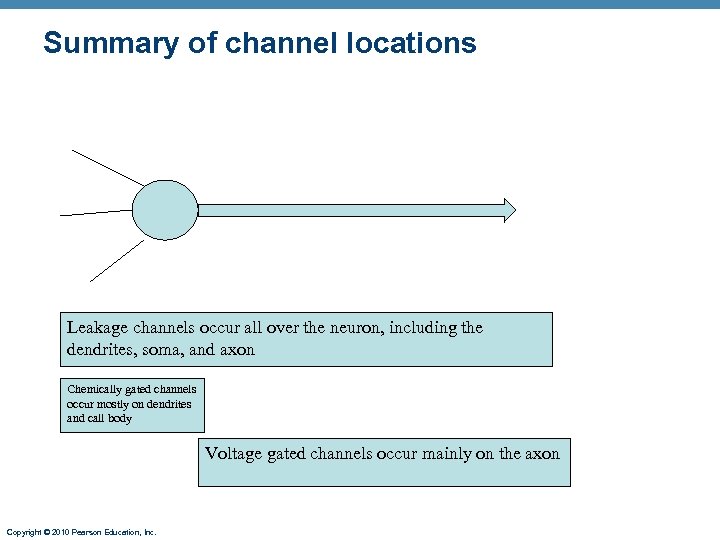 Summary of channel locations Leakage channels occur all over the neuron, including the dendrites,
