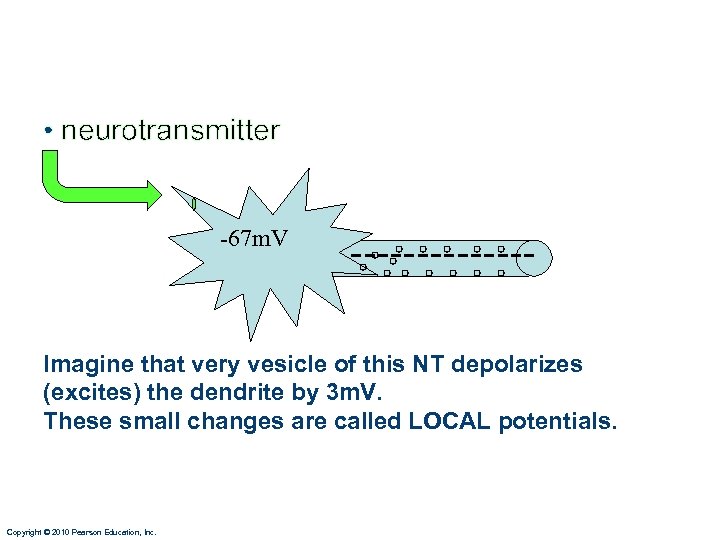  • neurotransmitter -67 m. V ------- Imagine that very vesicle of this NT