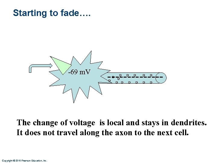 Starting to fade…. -69 m. V ------- The change of voltage is local and