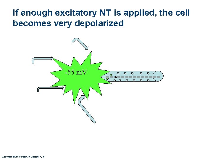 If enough excitatory NT is applied, the cell becomes very depolarized -55 m. V