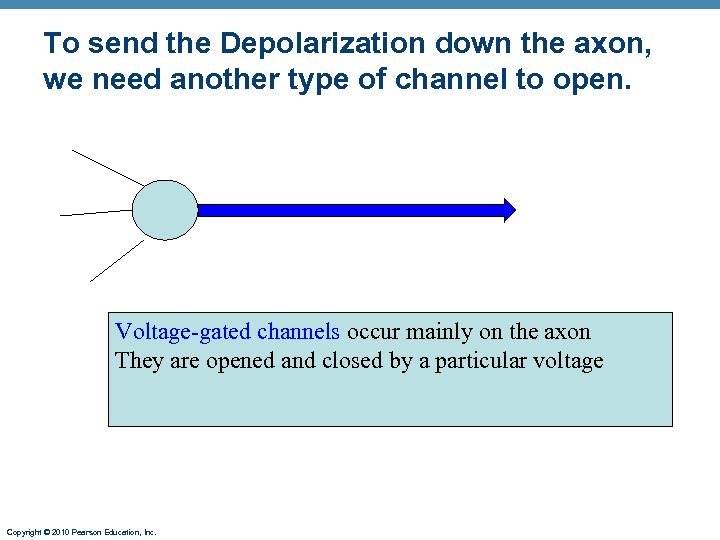 To send the Depolarization down the axon, we need another type of channel to