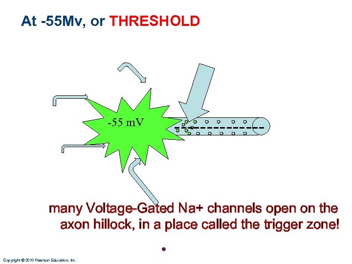 At -55 Mv, or THRESHOLD ------- -55 m. V many Voltage-Gated Na+ channels open