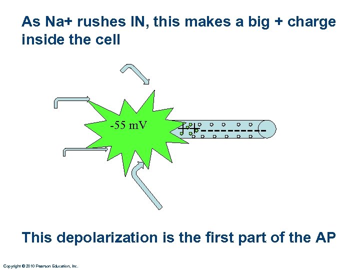 As Na+ rushes IN, this makes a big + charge inside the cell -55