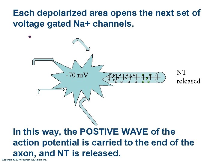 Each depolarized area opens the next set of voltage gated Na+ channels. • -70
