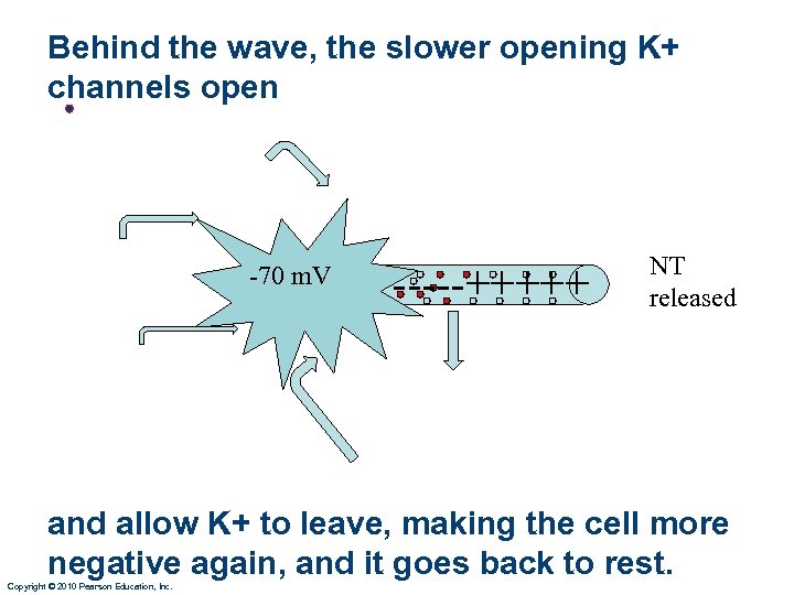 Behind the wave, the slower opening K+ channels open • -70 m. V -----+++++