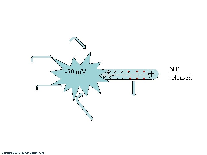 -70 m. V Copyright © 2010 Pearson Education, Inc. ------+ NT released 