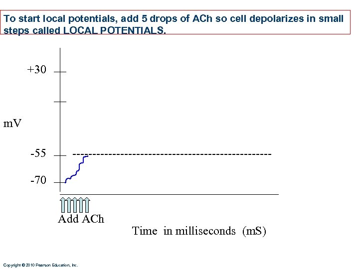 To start local potentials, add 5 drops of ACh so cell depolarizes in small