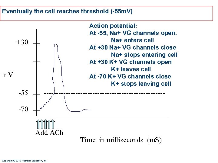Eventually the cell reaches threshold (-55 m. V) Action potential: At -55, Na+ VG