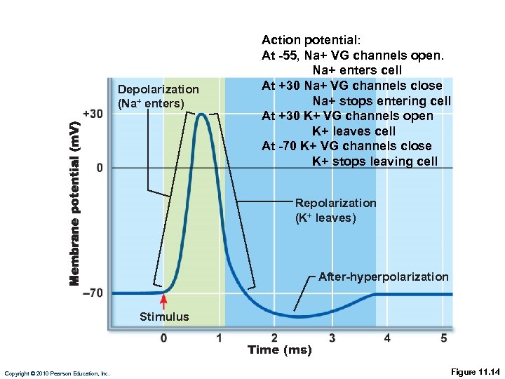 Depolarization (Na+ enters) Action potential: At -55, Na+ VG channels open. Na+ enters cell