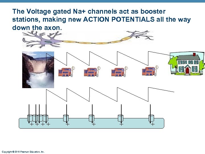 The Voltage gated Na+ channels act as booster stations, making new ACTION POTENTIALS all