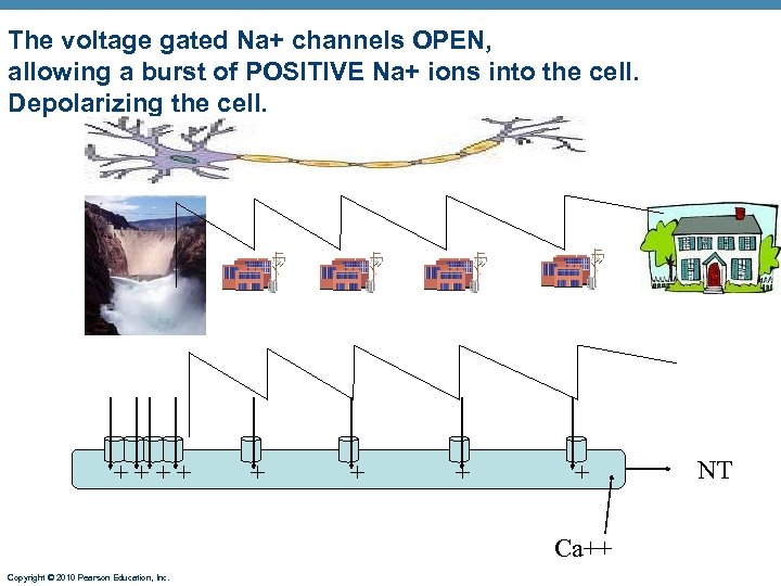 The voltage gated Na+ channels OPEN, allowing a burst of POSITIVE Na+ ions into