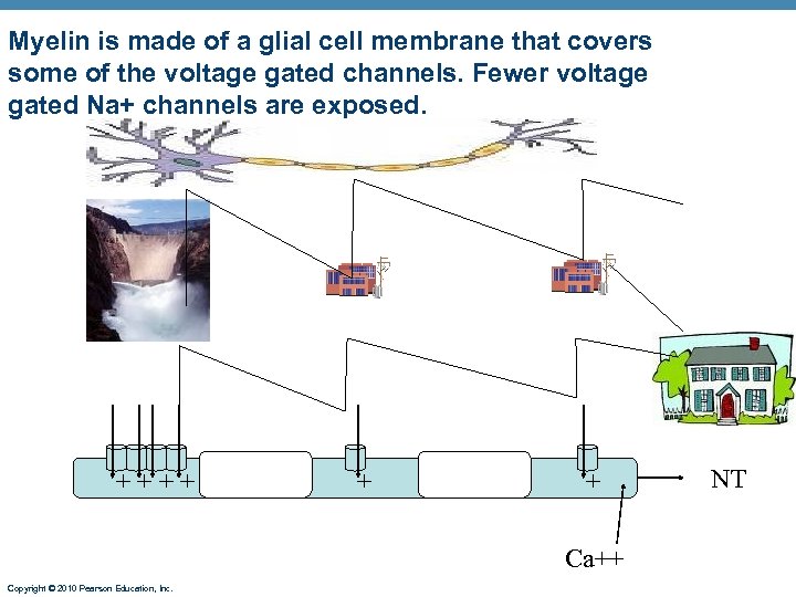 Myelin is made of a glial cell membrane that covers some of the voltage