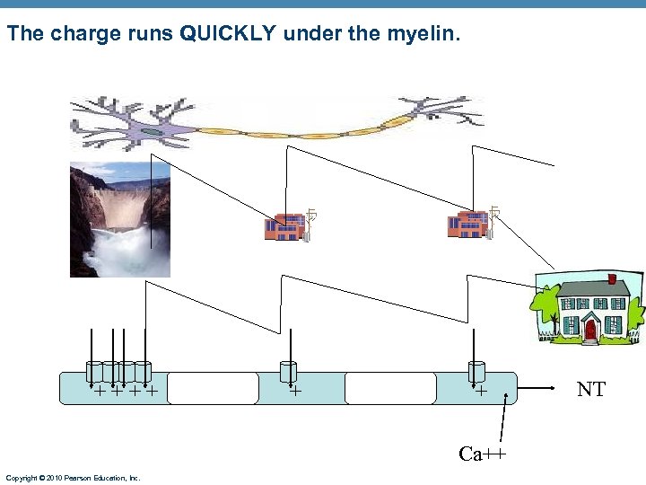 The charge runs QUICKLY under the myelin. + + ++++++++ + + Ca++ Copyright