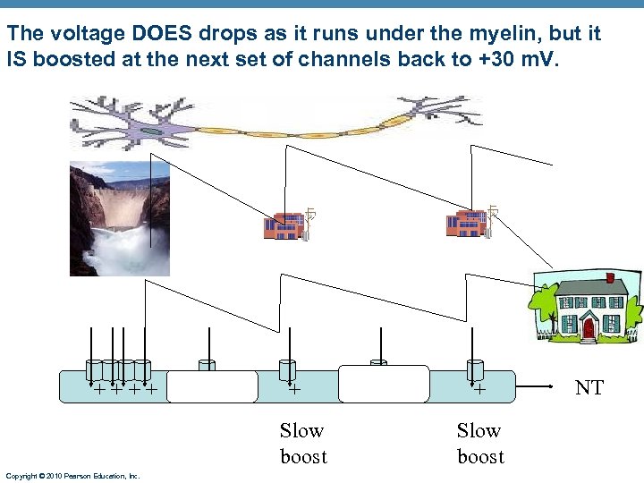 The voltage DOES drops as it runs under the myelin, but it IS boosted